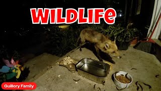 Wildlife Cam Monday: Live Footage Of Animals In Action