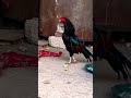 🤯🤯 #aseelmurga #roosterfarm #unfrezzmyaccount #murga #kabutar #viralvideo #youtubeshorts #viralshort