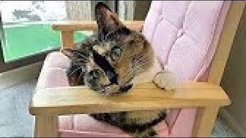 Encontré un gatito moribundo mientras corría... Y entonces todo cambió.