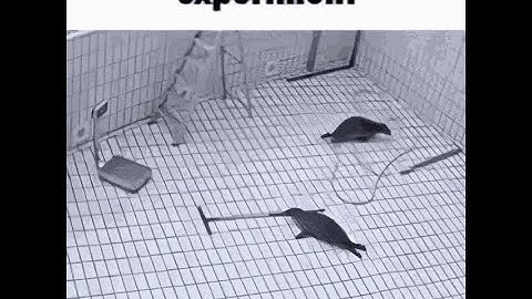 Experiment by Mbed, Lumpy, Pocke, Serponge & TheDevon [GD]