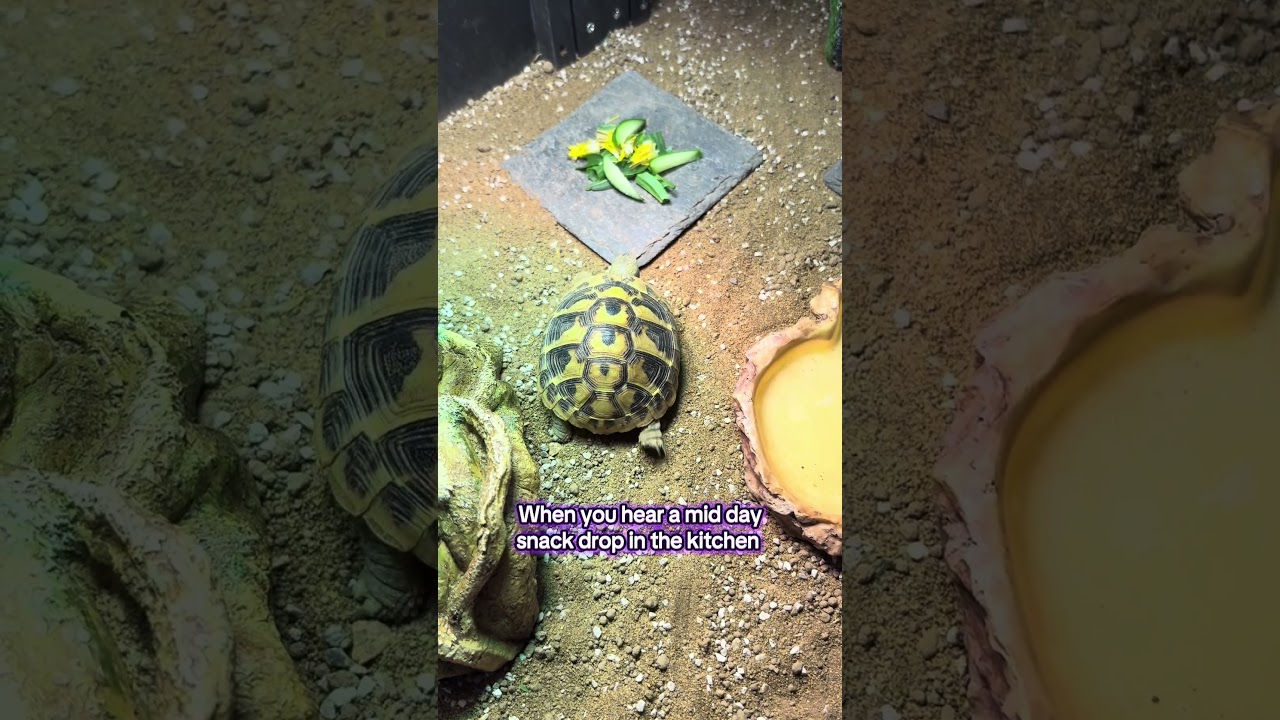 When Janet Hears the Midday Snack Drop 🐢🥒 