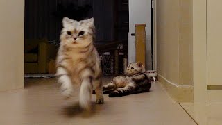 Why do cats run so cute every night?