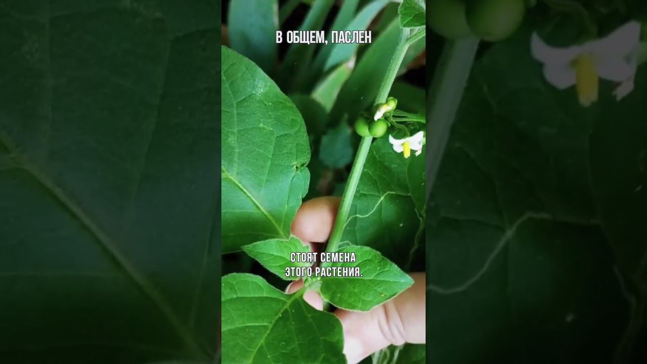 Паслён смертельно опасен?
