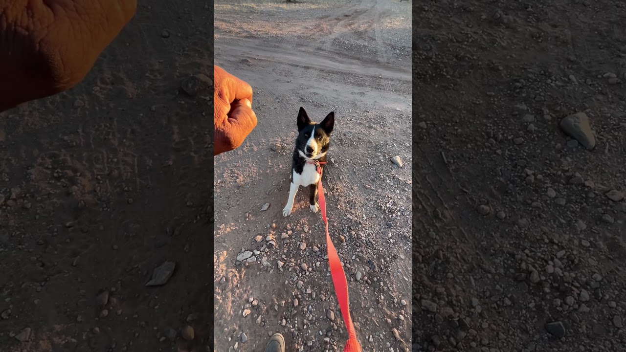 Huey practicing the Wait Command 