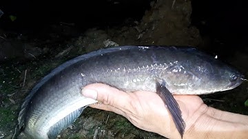 Cắm câu miền tây // cắm câu cá lóc mồi dế nhủi lại đụng độ hàng khủng quá phê