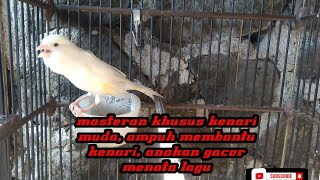 masteran khusus kenari muda, aampuh membantu kenari., anakan gacor menata lagu