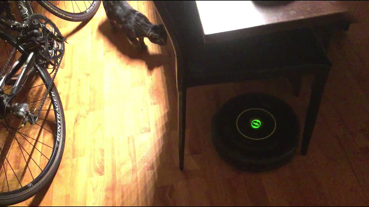 Introducing Roomba to Cats for first time YouTube