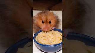 Try Not to Laugh at These Funny Animals 😂 #shorts #funnyanimals #funny #cuteanimals #trynottolaugh