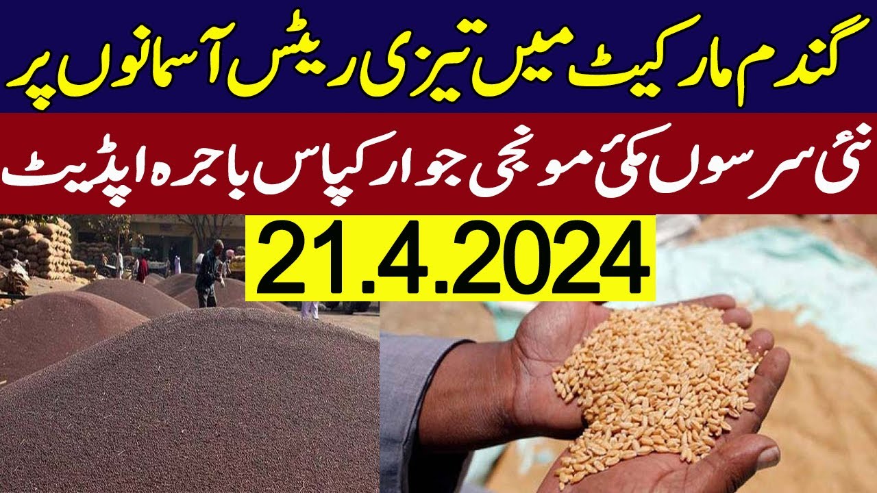wheat SarSon rates 2024 || makki munji bajra till Cotton new rates ...