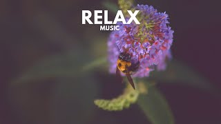 Релакс музыка для снятия стресса ▪️ Line Neesgaard - Internal Wisdom (No Stress Relaxing Music)