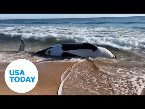 Orca whale dies from beaching on coast of Florida | USA TODAY