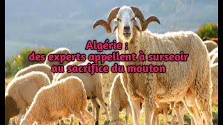 Algérie,  des experts appellent à surseoir au sacrifice du mouton