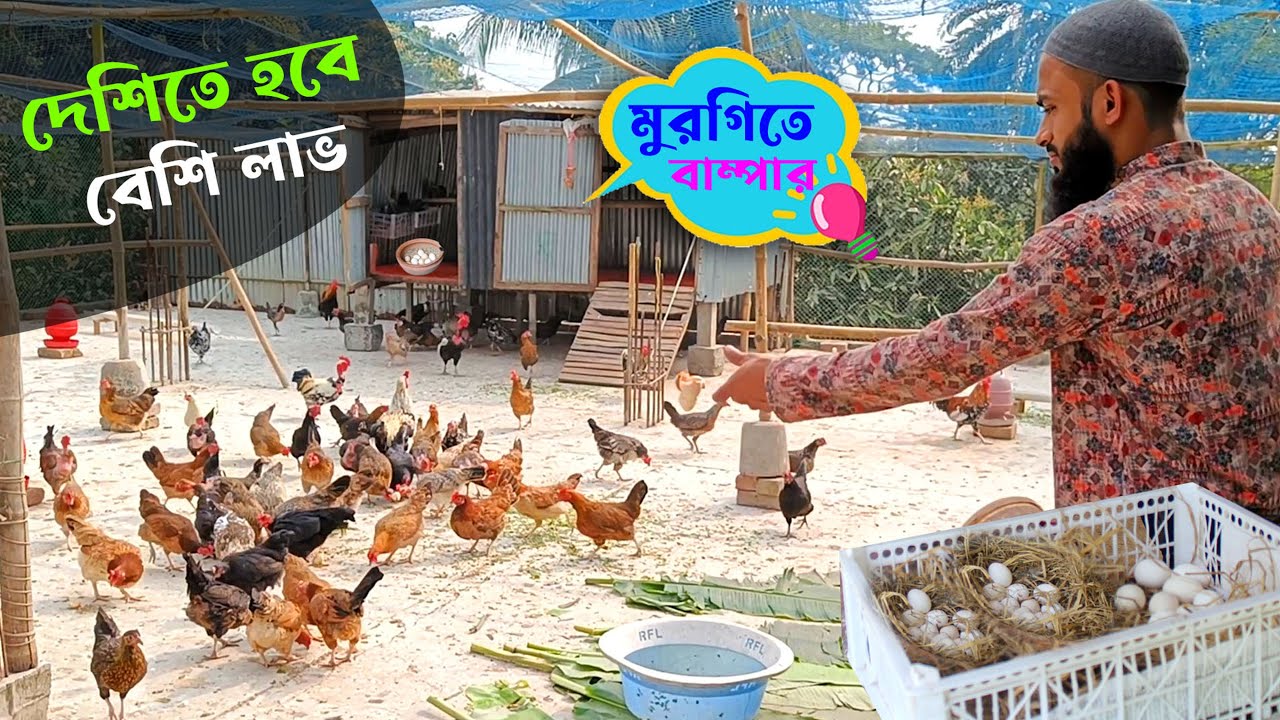 দেশি মুরগি খামার - এখন দেশিতে হবে বেশি লাভ | Desi Murgi Palan || কৃষি ঘর