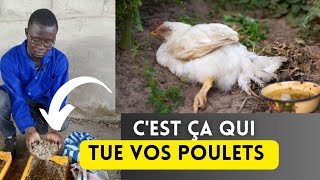 Voici Pourquoi Vos Poulets Meurent Toujours.