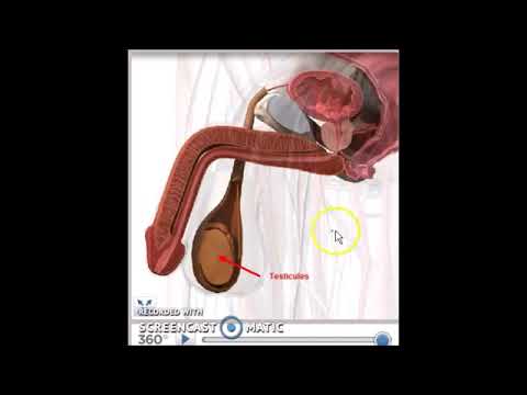 Vidéo: Photos, Anatomie Et Diagramme Des Organes Génitaux Masculins - Cartes Corporelles