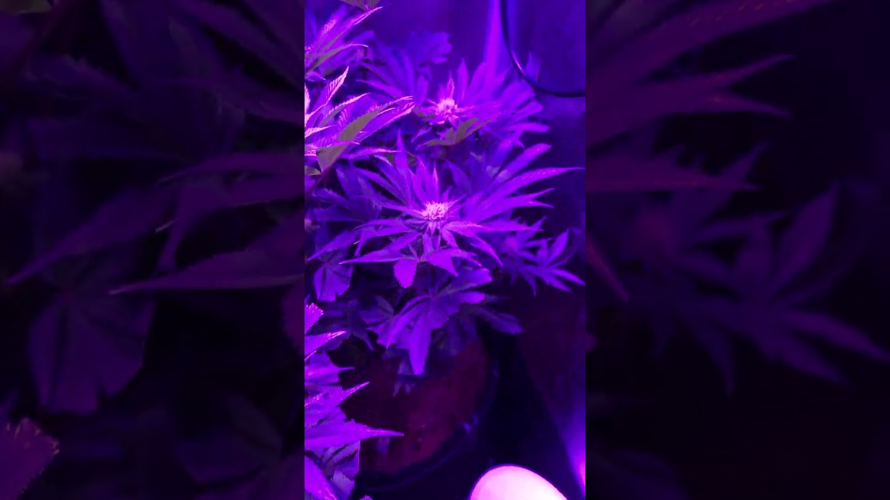 a fresh look at the garden this Saturday morning (1/21)