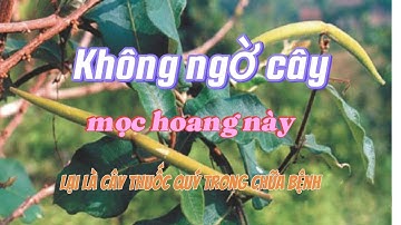 Không ngờ cây mọc hoang này lại là cây thuốc quý trong chữa bệnh