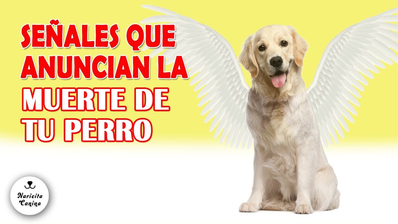 Que significa soñar que te muerde un perro