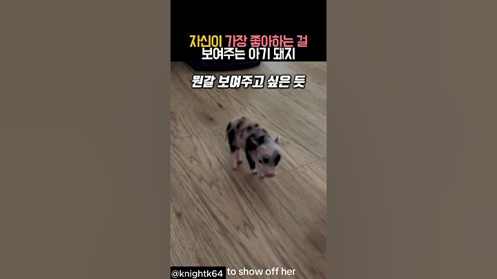자신이 가장 좋아하는 걸 보여주는 아기 돼지 #동물 #돼지