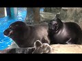 Seal video archive museum: baikal seal friends argue 👌🦭