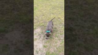 Staffordshire Bull Terrier Running Speed