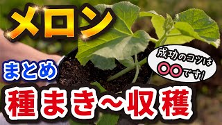 【第1回】メロン栽培！種まき〜収穫までの育て方を徹底解説！【家庭菜園】