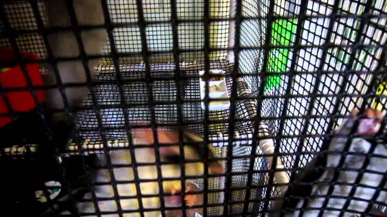 Cheap Sugar Glider Cage