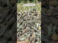 Market Availability in Pineapple Farming