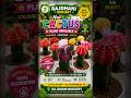 🎁 Perfect Gift Plant 🌵 | New Cactus Collection at Rajdhani Nursery