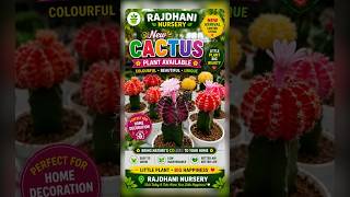 🎁 Perfect Gift Plant 🌵 | New Cactus Collection at Rajdhani Nursery