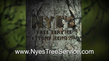 Logo Animation for Nye