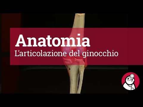 Video: Anatomia, Diagramma E Immagini Del Ginocchio - Body Maps