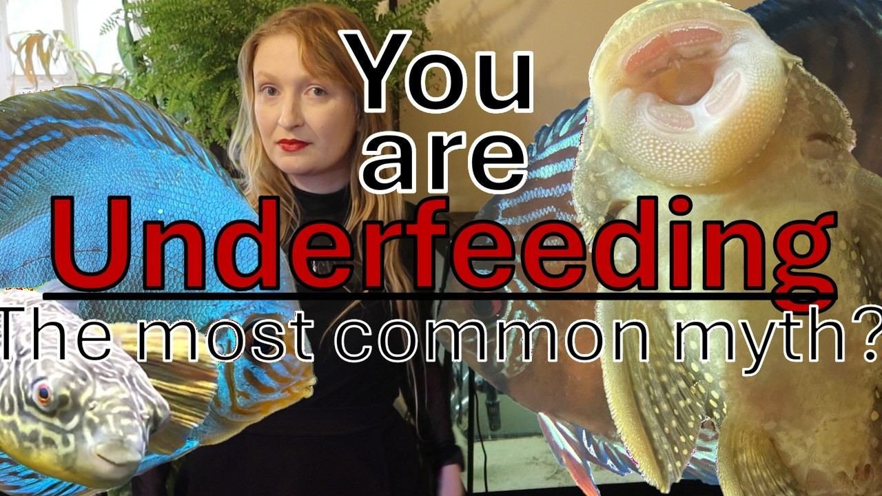 Most people are not overfeeding their fishes #aquariums #fishkeeping