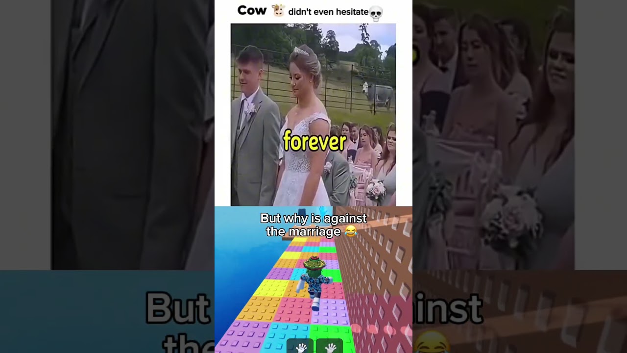 cows go moo 🐮