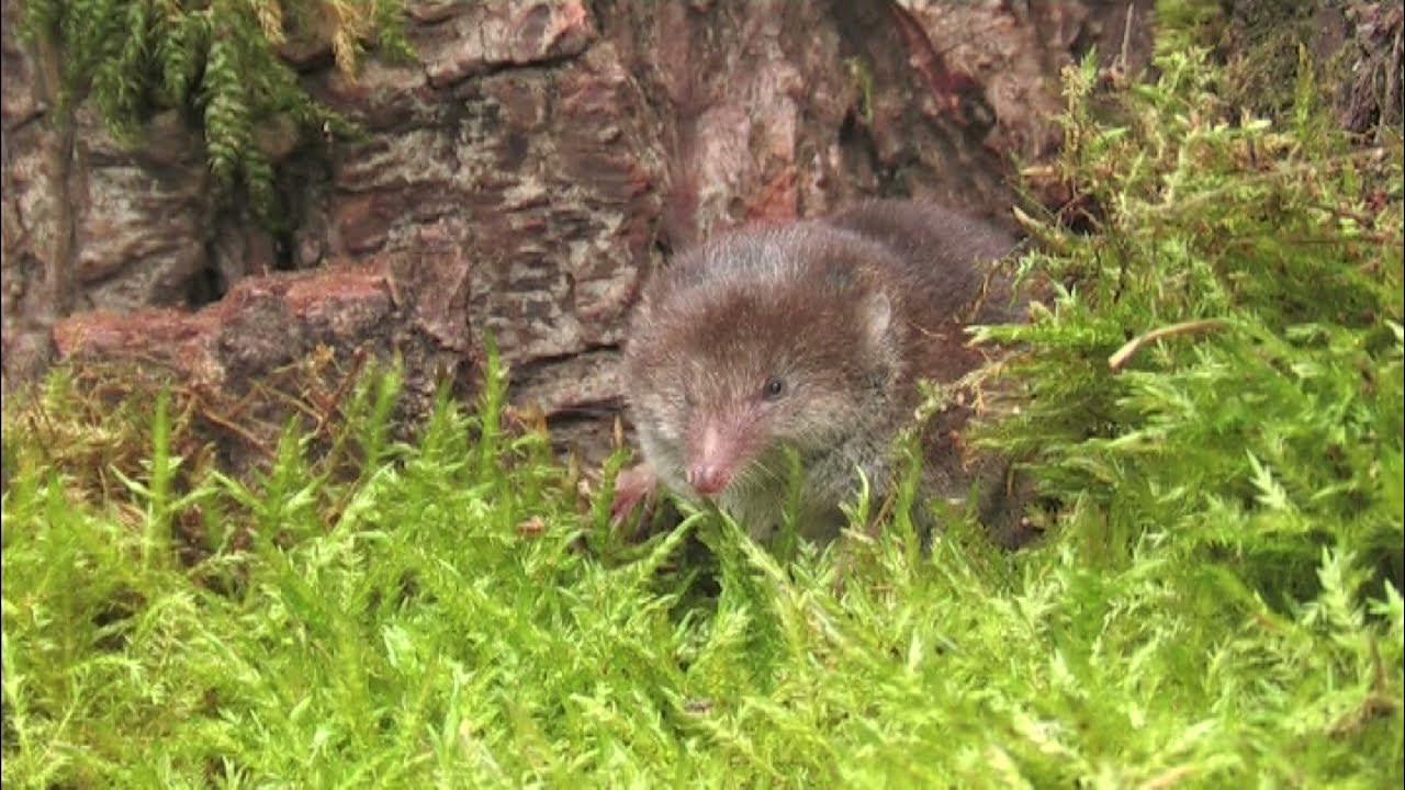 common-shrew-the-british-mammal-guide-youtube