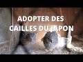 Adopter des cailles du Japon