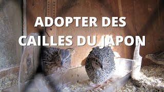 Adopter des cailles du Japon