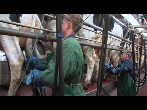Video: Wie Man Joghurtsauce Macht