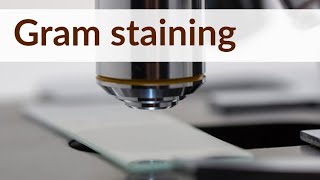 Gram Staining technique | Microbiology