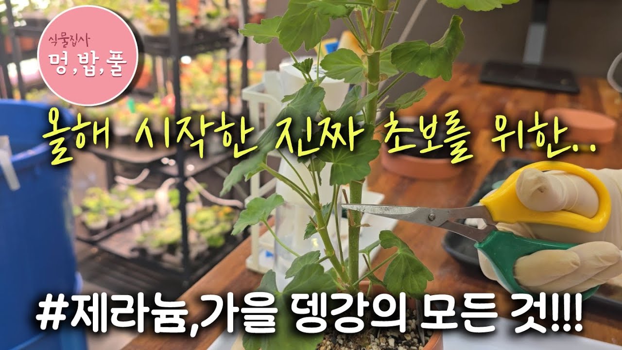 제라늄,올해 시작한 초보를 위한 뎅강 #초보뎅강 #초보삽목 #진짜초보제라늄키우기