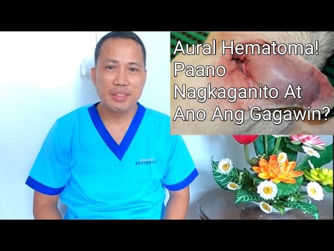 Video: Impeksyon Sa Tainga Ng Aso At Pamamaga