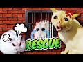 Hamster Rescue the Princess 🐹 Hamster Escape Maze DIY 🐹 Amazing Hamster