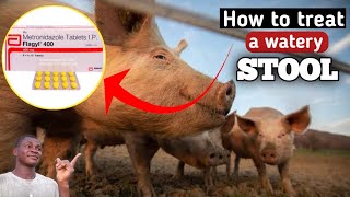 How to TREAT a WATERY STOOL (Diarrhea) in pig farming