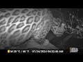 Ocelot spotted on trail cam in Southern Arizona after crossing a freeway and river