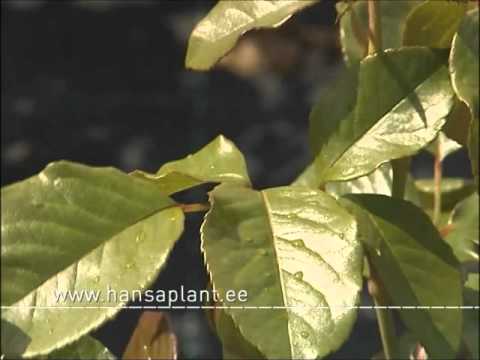 Mihkel Saar, Hansaplant rooside haiguste ja kahjurite tõrje (Aiasaade, 25.06.2011)