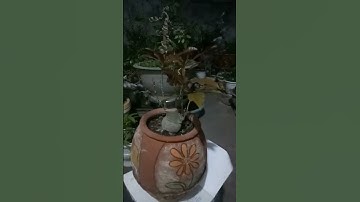 Cây lộc vừng bonsai mini lùn lực tuyệt đẹp. @Làm vườn giải trí !