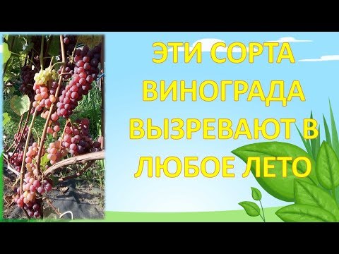 ВИНОГРАД кишмиш СОЗРЕВАЕТ и не вымерзает НА СЕВЕРЕ. Как выращивать виноград.