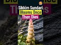 This Flower Waits 30 Years Just To Die
