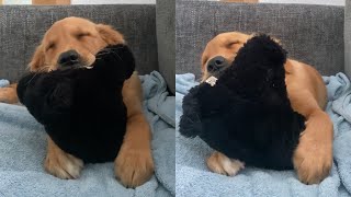 Exhausted Puppy Tries Desperately To Fight Off Sleep