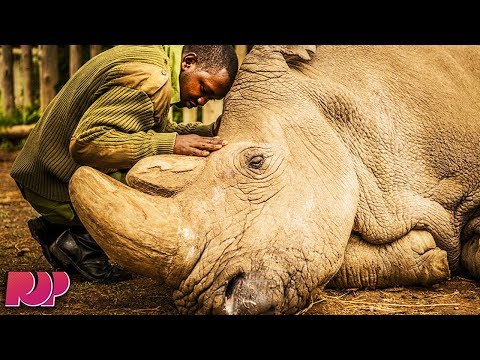 Last Male Northern White Rhino Dies